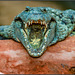 Ein Reptil in der Ferme aux crocodile