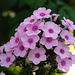 Flox, Flogs oder Phlox?