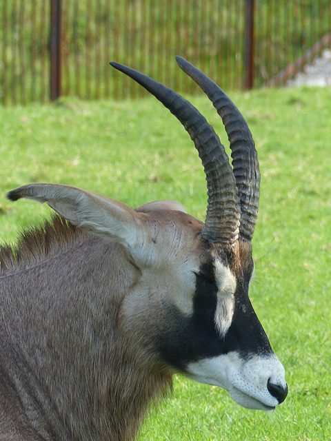 Chester Zoo (7) - 30 August 2016