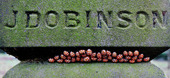 Hibernating Ladybirds