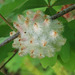 Insect larvae on white oak tree