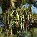 Yellow-rumped Cacique nests, Brasso Seco trip, afternoon