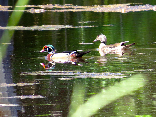 Wood ducks (Aix sponsa)