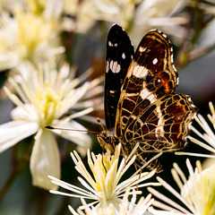 18 06 Insekten-104