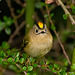 The Goldcrest family are back in residence in the Cotoneaster bush