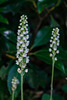 Goodyera pubescens (Downy Rattlesnake Plantain orchid)