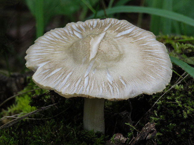 A fungus aging pattern