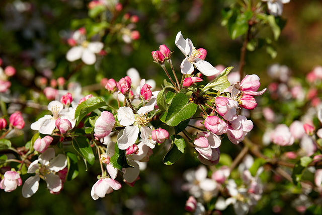 wenn die Äpfel so süß werden wie die Blüten schön ...