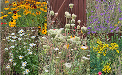 The Wild flowers' Bed