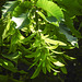 20230531 0375CPw [D~LIP] Hainbuche (Carpinus betulus), UWZ, Bad Salzuflen