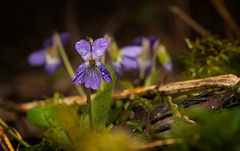 Das Wald-Veilchen (Viola reichenbachiana) nach dem Regen :)) The wood violet (Viola reichenbachiana) after the rain :)) La violette des bois (Viola reichenbachiana) après la pluie :))