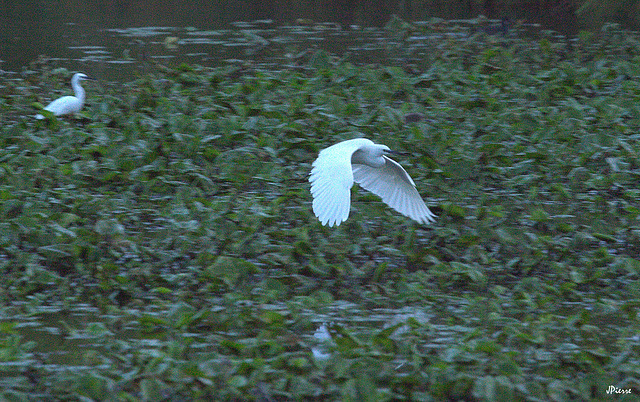 Aigrette garzette x2