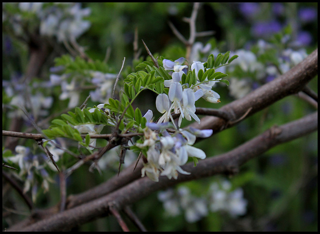 Sophora davidii (4)