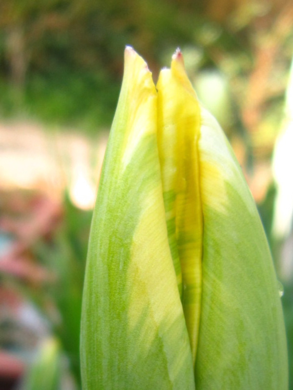 Hopefully the yellow tulip will be great when it fully opens