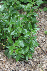 Cistus laurifolius ,ciste à feuilles de laurier