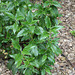 Cistus laurifolius ,ciste à feuilles de laurier