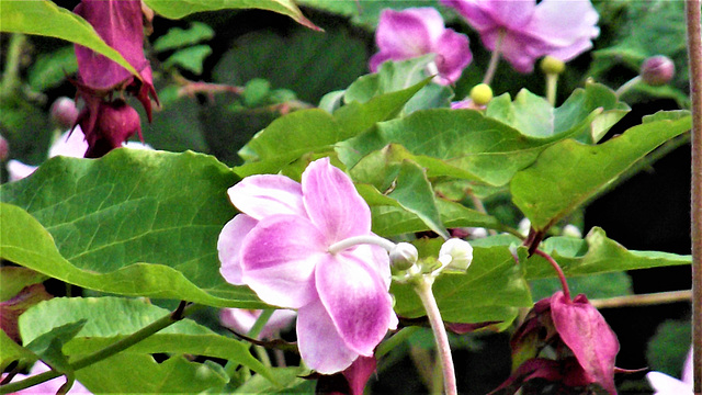 The Japanese anemone has flowered again