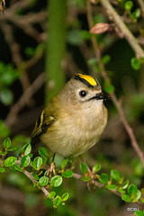 The Goldcrest family are back in residence in the Cotoneaster bush