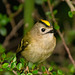 The Goldcrest family are back in residence in the Cotoneaster bush