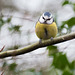 Blue tit (19)