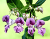 Indisches Springkraut