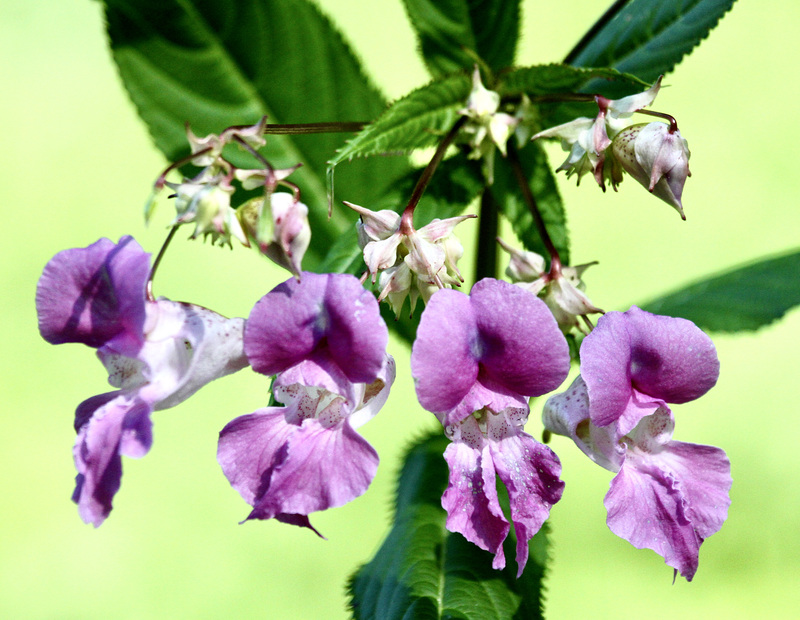 Indisches Springkraut