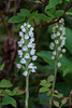 Goodyera pubescens (Downy Rattlesnake Plantain orchid)