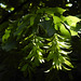 20230531 0378CPw [D~LIP] Hain-Buche (Carpinus betulus), UWZ, Bad Salzuflen