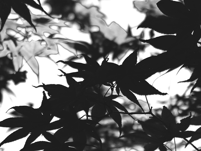 Monochrome 34
