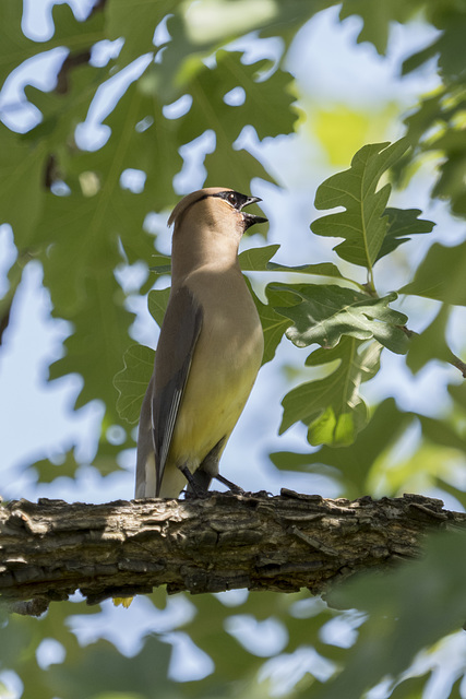 Cedar Waxwing