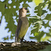 Cedar Waxwing