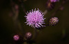 Die Acker-Kratzdistel (Cirsium arvense) leuchtet neben den Äckern raus :))  The field thistle (Cirsium arvense) shines out next to the fields :))  Le chardon des champs (Cirsium arvense) brille à côté des champs :))