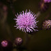 Die Acker-Kratzdistel (Cirsium arvense) leuchtet neben den Äckern raus :))  The field thistle (Cirsium arvense) shines out next to the fields :))  Le chardon des champs (Cirsium arvense) brille à côté des champs :))