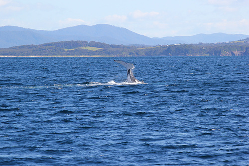 Tail