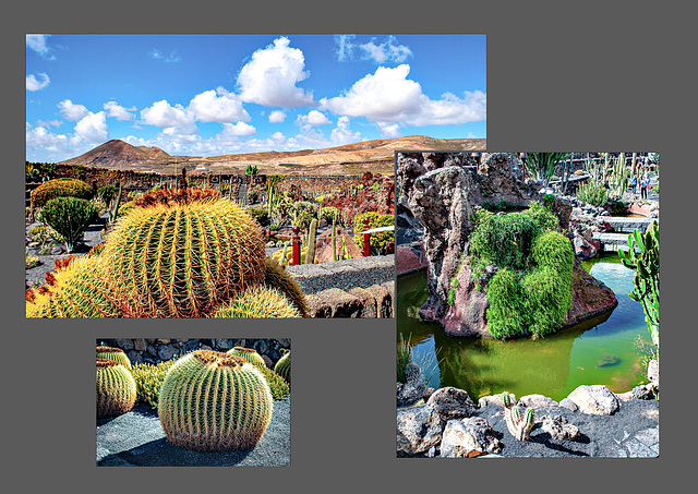 Jardin de Cactus