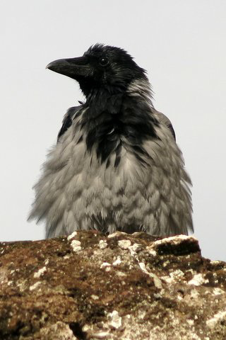 A Rome (Italie), corneille mantelée = Corvus cornix