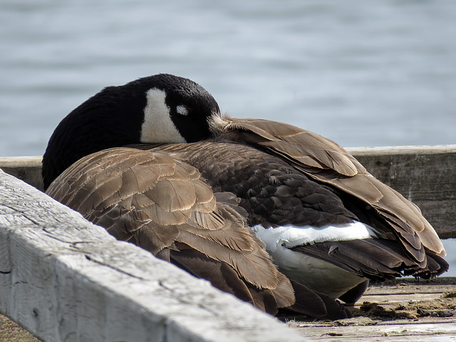 Canada Goose taking a nap