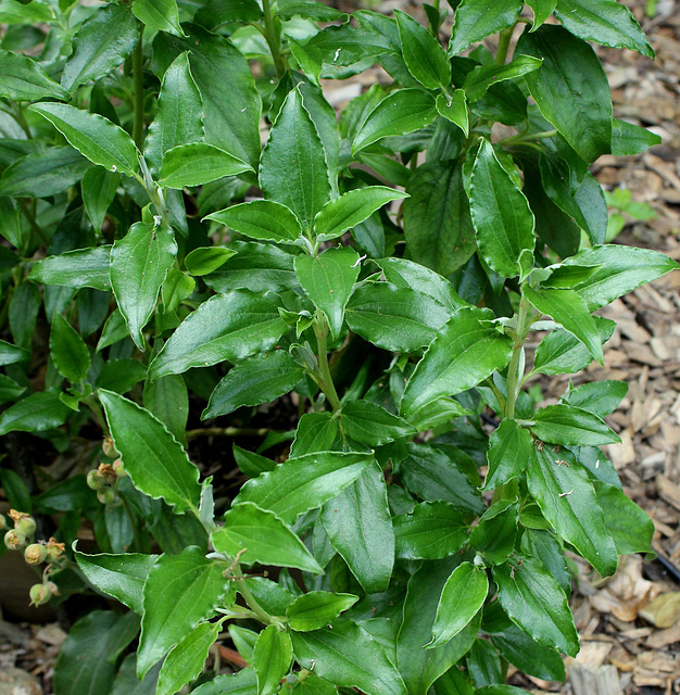 Cistus laurifolius, ciste à feuilles de laurier