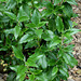 Cistus laurifolius, ciste à feuilles de laurier