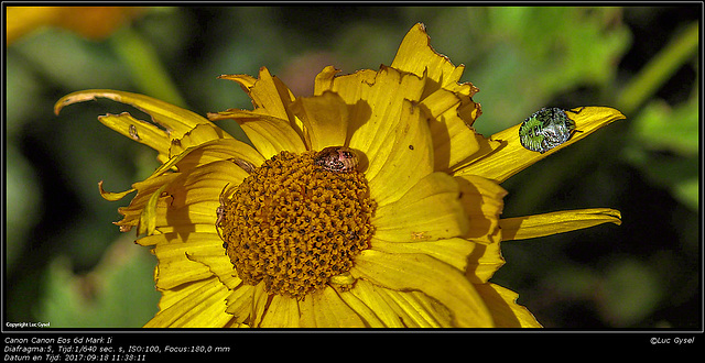 IMG 8637.jpg 2017 09 18 Bloemen + Insecten