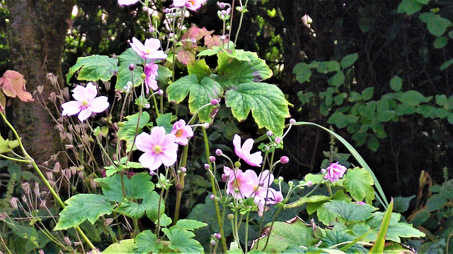 These flowers do seem to thrive in my garden