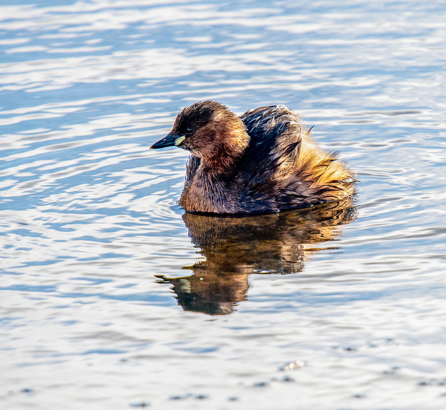 Small grebe