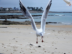 mouette rieuse