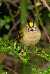 The Goldcrest family are back in residence in the Cotoneaster bush