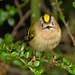 The Goldcrest family are back in residence in the Cotoneaster bush