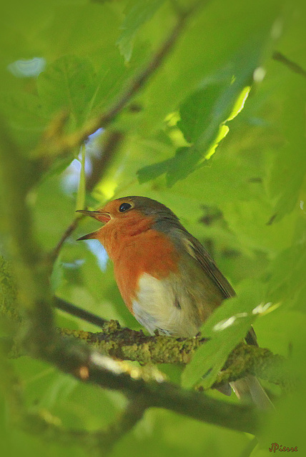 R comme robin ou ritournelle