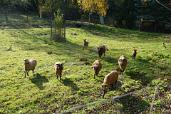 Kamerunschafe in der Herbstsonne