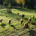 Kamerunschafe in der Herbstsonne