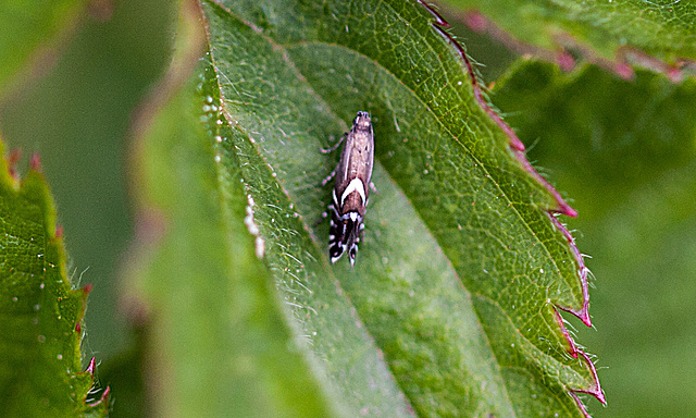 20110519 2779RMw [D~MI] Kleinschmetterling, Großes Torfmoor, Hille-1