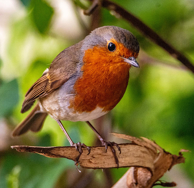 Robin